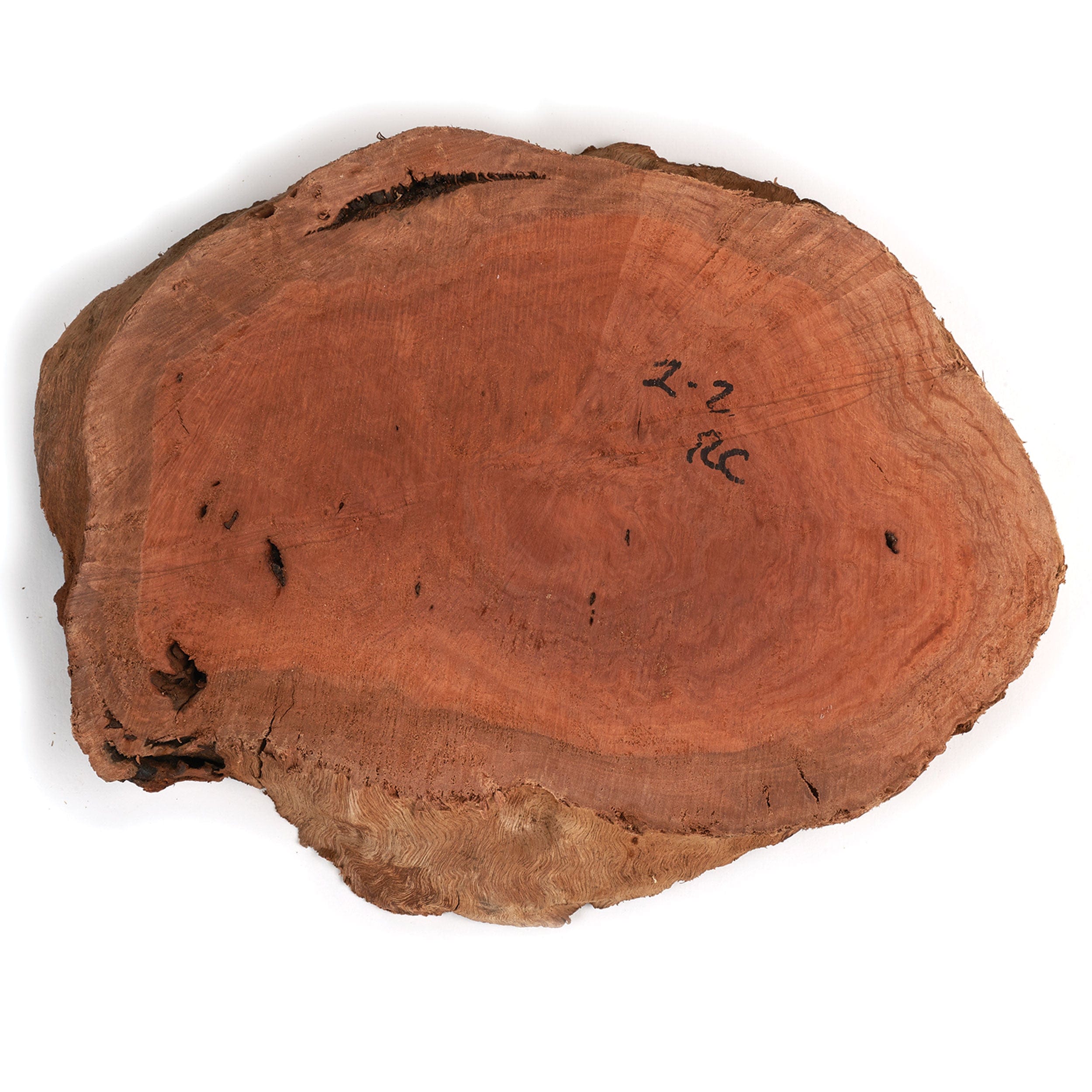Australian Red Coolibah Burl Slice - 2 kg - 4 kg