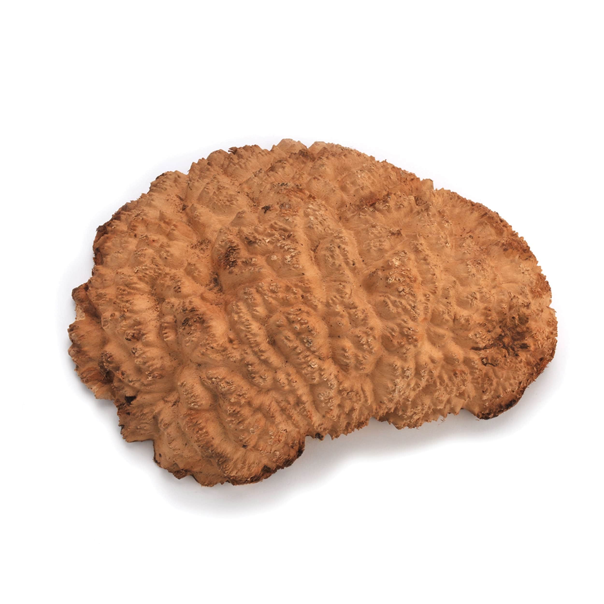 Australian Red Mallee Burl Cap - 1 kg - 2 kg