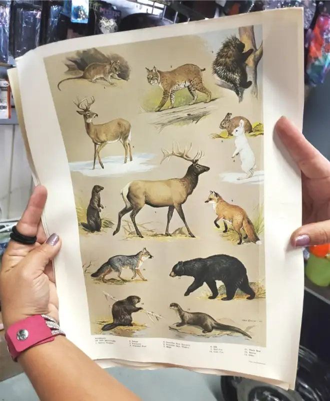 VTG PENNA. GAME COMMISSION 1965 MAMMALS OF THE MOUNTAIN POSTER-NED SMITH ’64