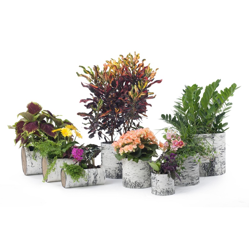 Surreal Birch Planters